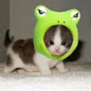 Meet your Posher, Julia